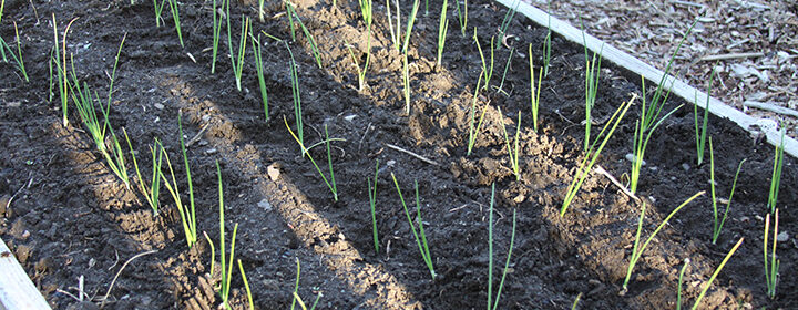 grow onions