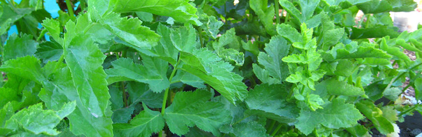grow parsnips