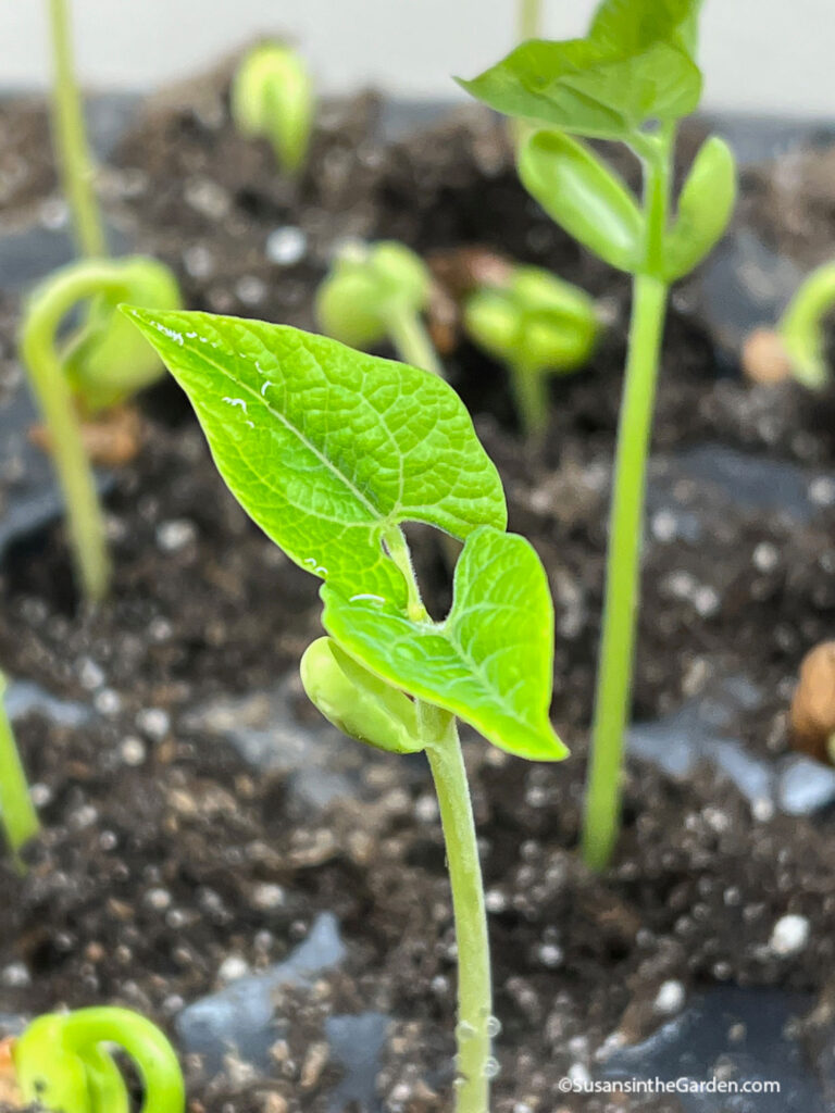 seed starting