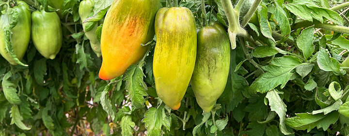 grow tomatoes