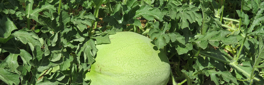grow watermelons, Ali Baba