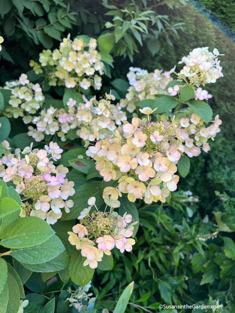 gardening projects, pruning, hydrangea