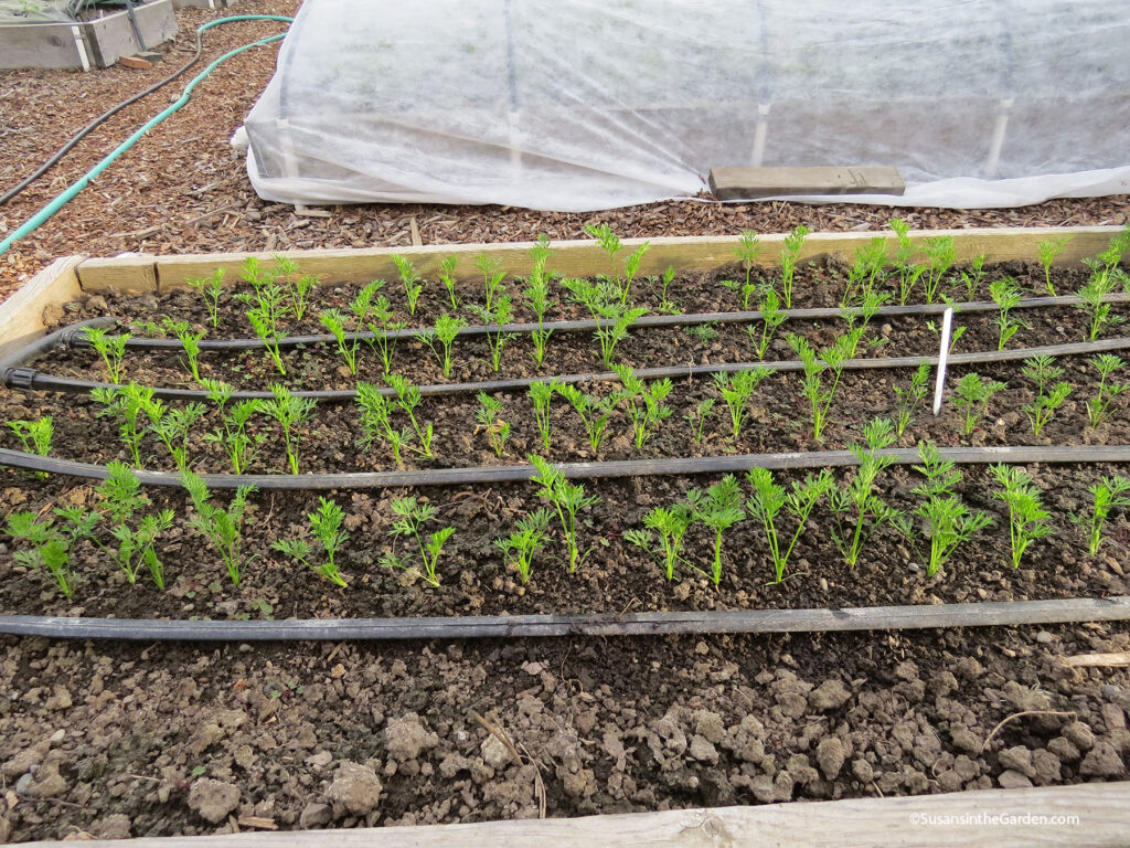 grow carrots, thinned seedlings