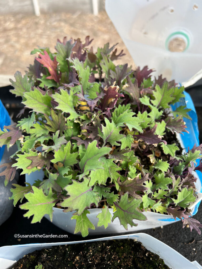 cool season crops, kale