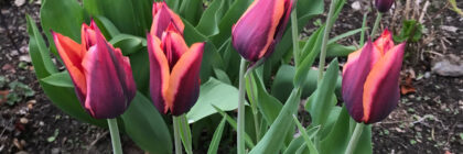 spring garden, Muvota tulips