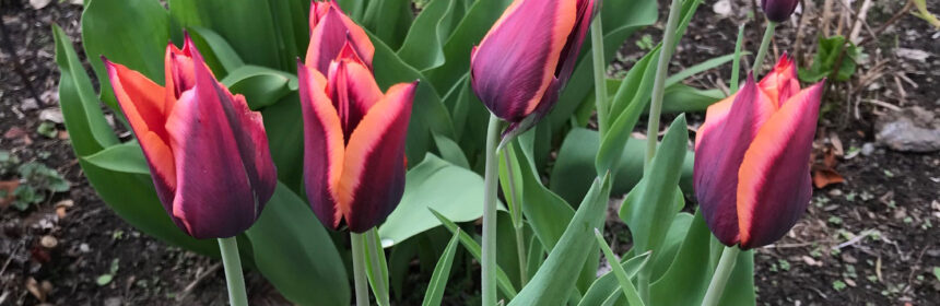 spring garden, Muvota tulips