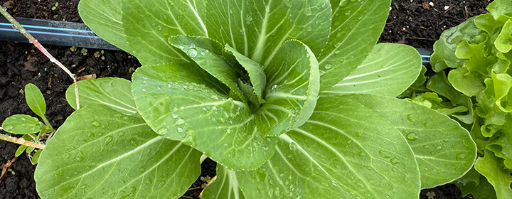 vegetable garden tour, pak choi
