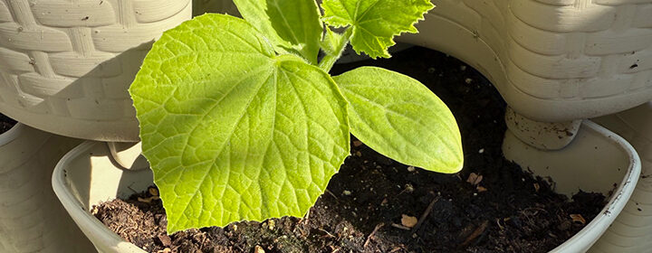 GreenStalk Planters, squash