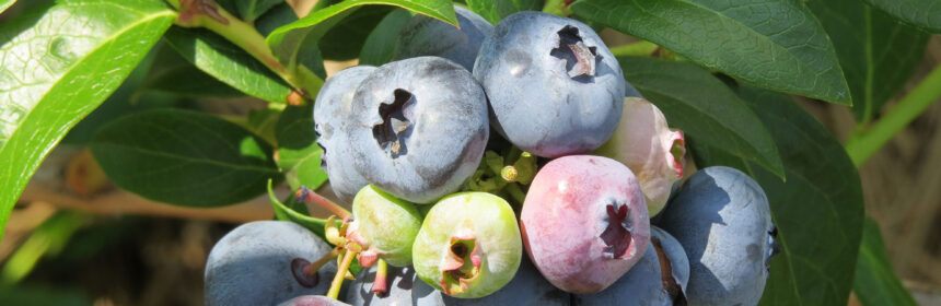 blueberries
