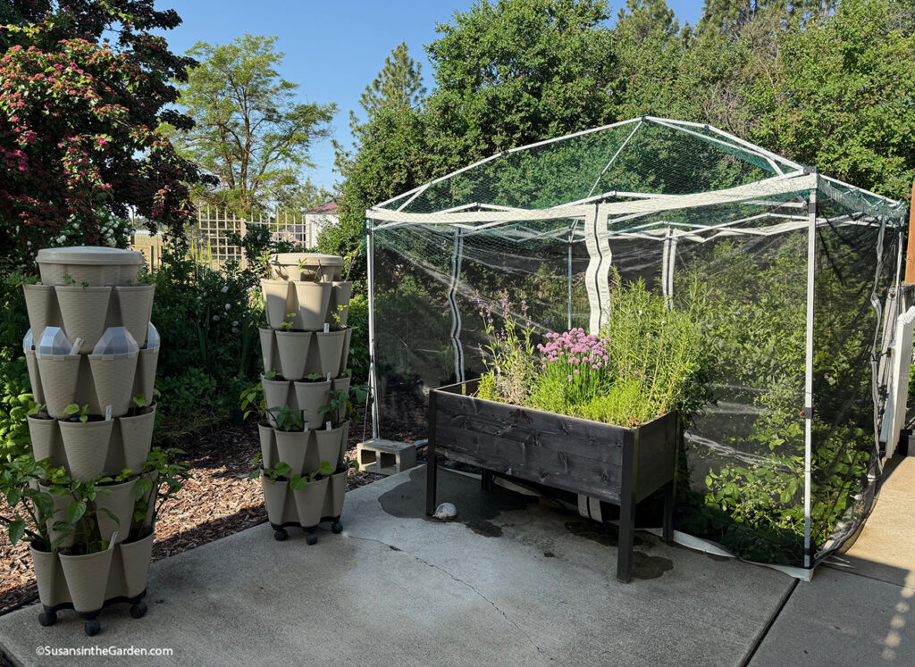 protect blueberries from birds