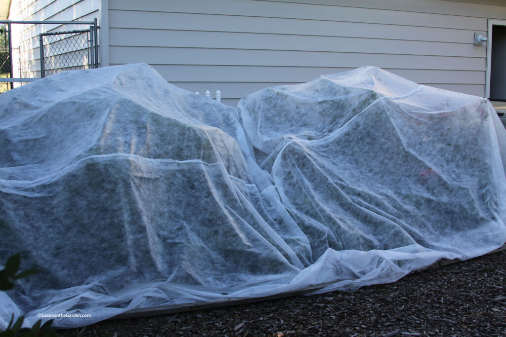 protect blueberries, floating row cover
