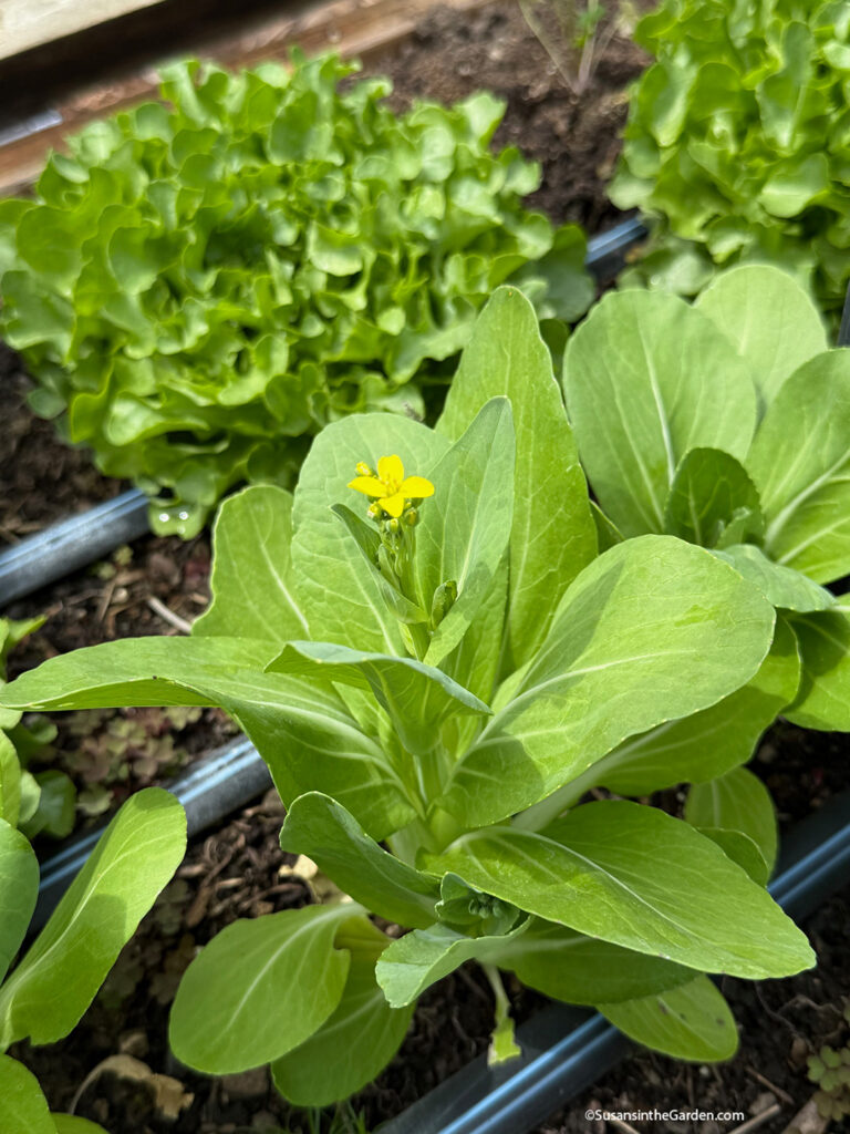 vegetable garden troubleshooting