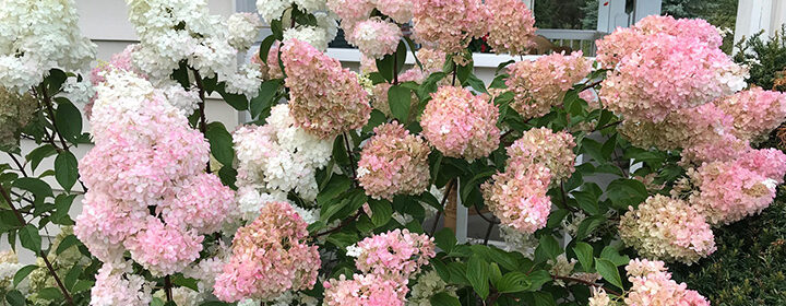 hydrangea won't bloom