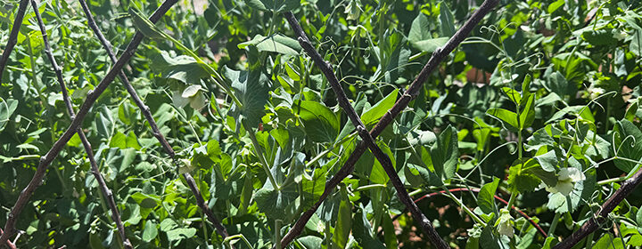 vegetable garden tour, peas