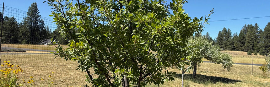 battery-powered pruners, fruit tree