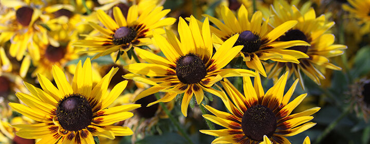 adaptive gardening, daisies