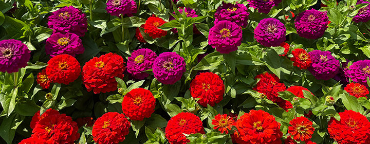 Butchart Gardens, zinnias