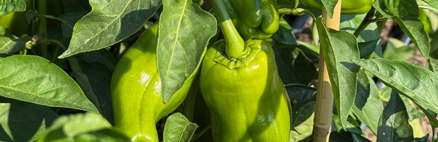 vegetable garden tour, peppers