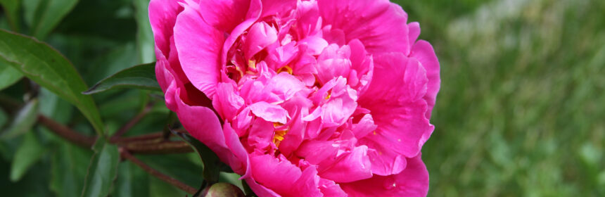 plant herbaceous peonies