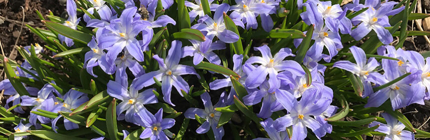 plant spring bulbs, Chionodoxa