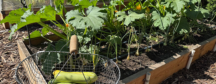 vegetable varieties, Grey zucchini