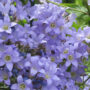 perennial flowers, Campanula Pritchard's Variety