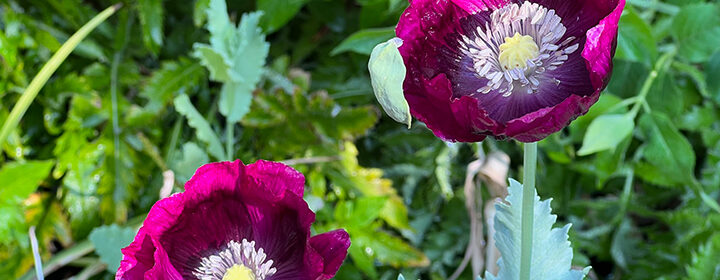 plant annual poppies, Lauren's Dark Grape