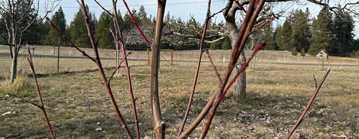 peach leaf curl, peach tree