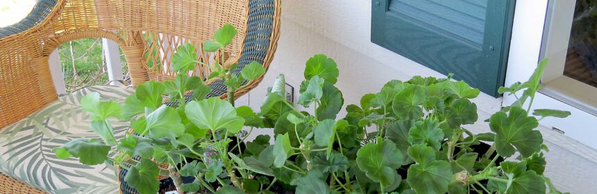 overwintered geraniums
