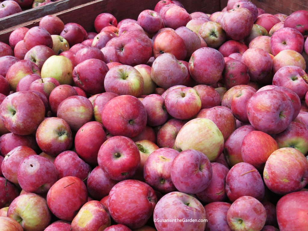 fruits, apples
