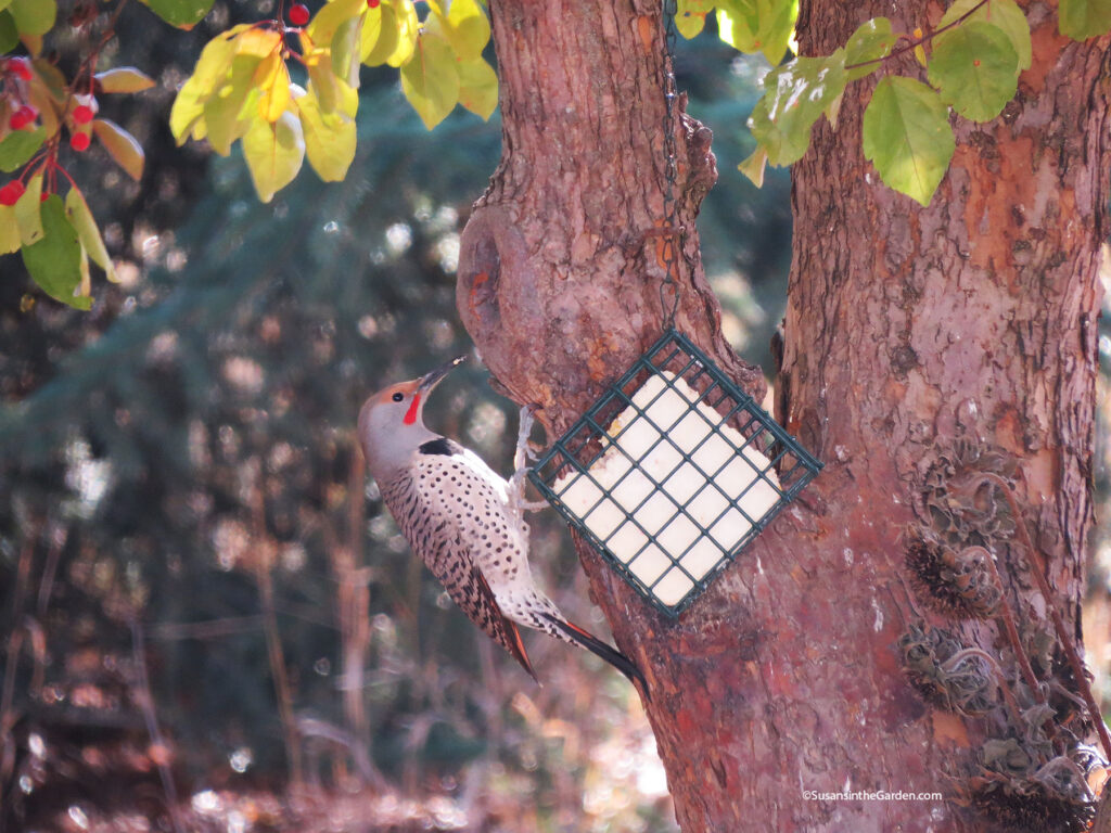 birds, flicker