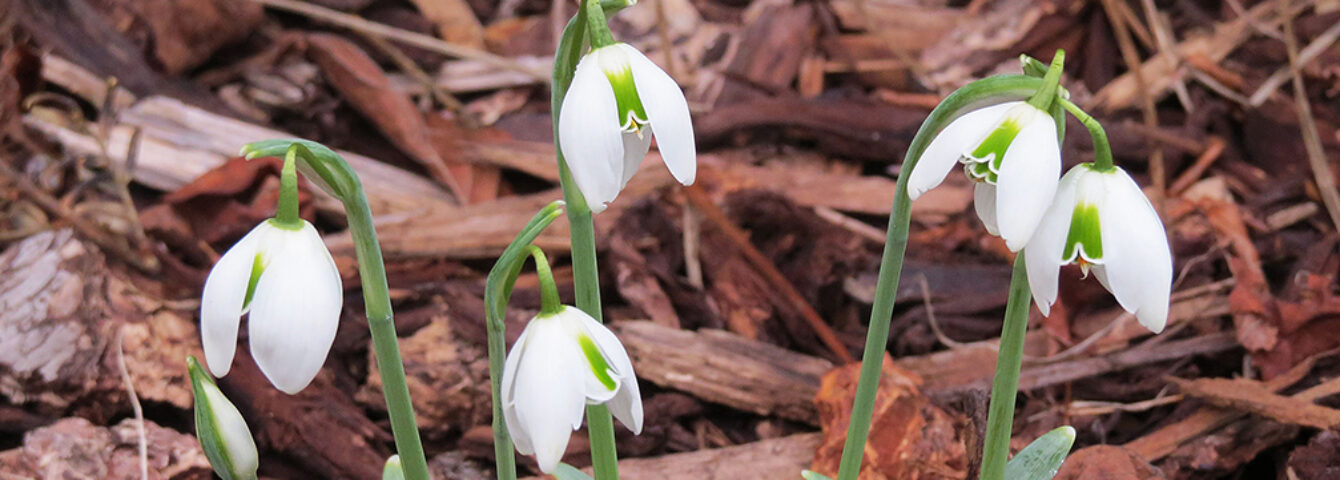 Susan's in the Garden