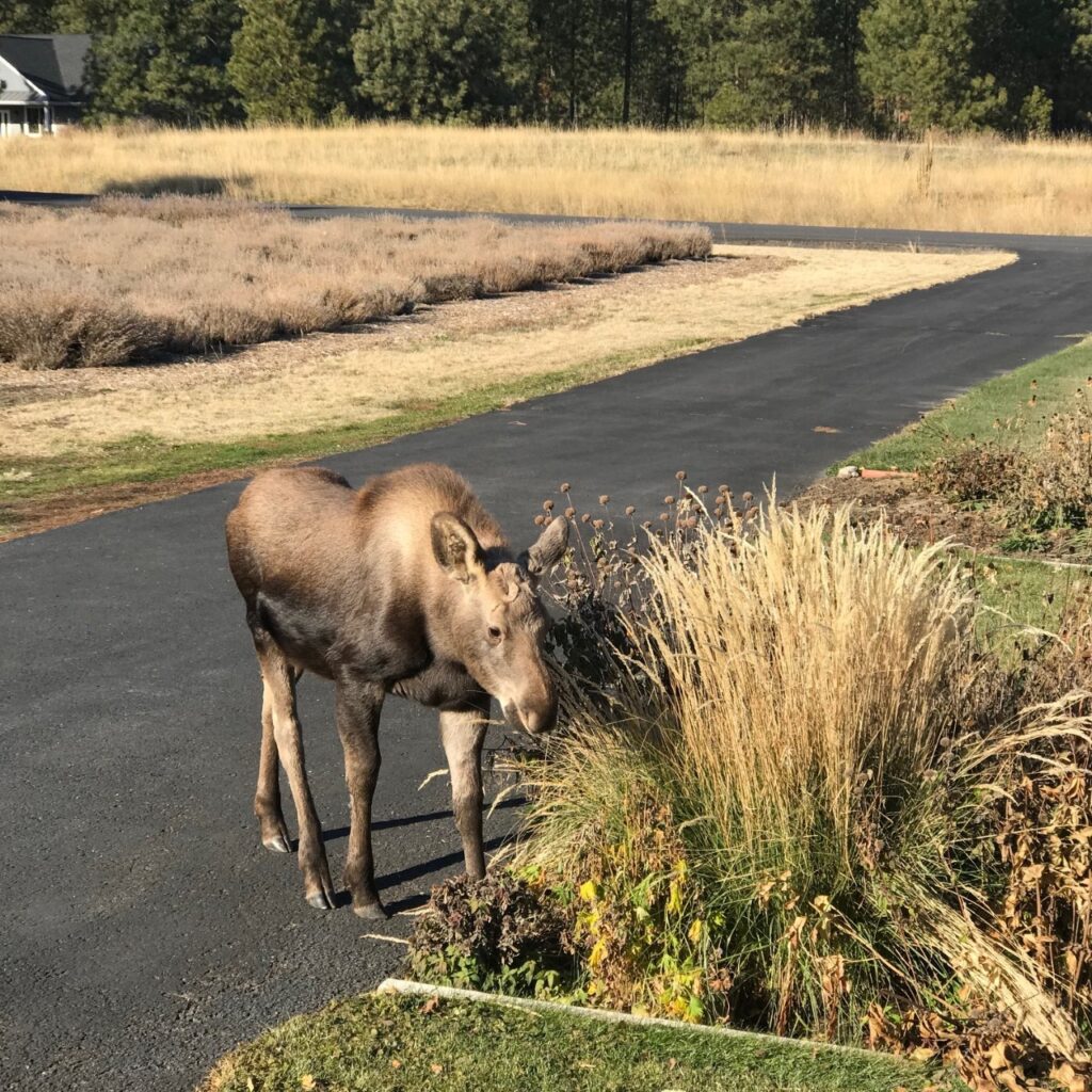 animals, critters, moose