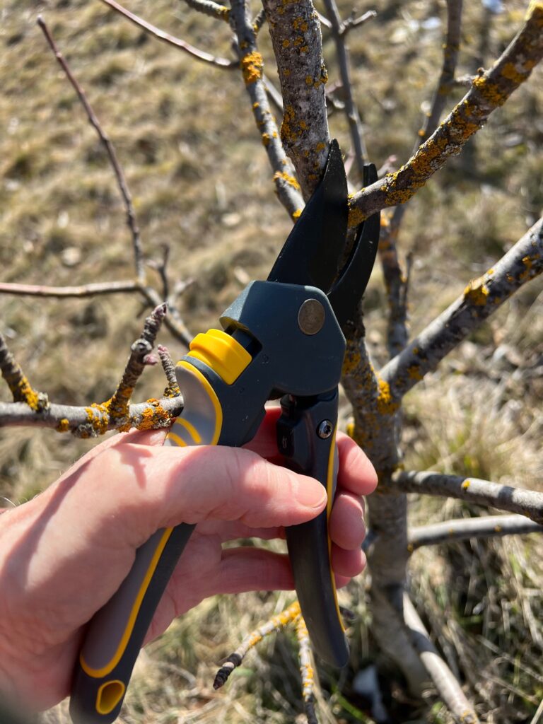 pruning