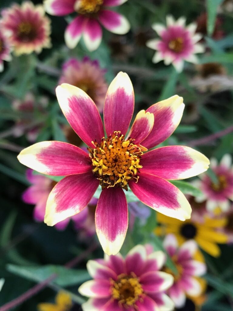 flowers, zinnias