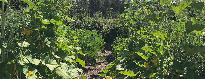 vegetable plant supports