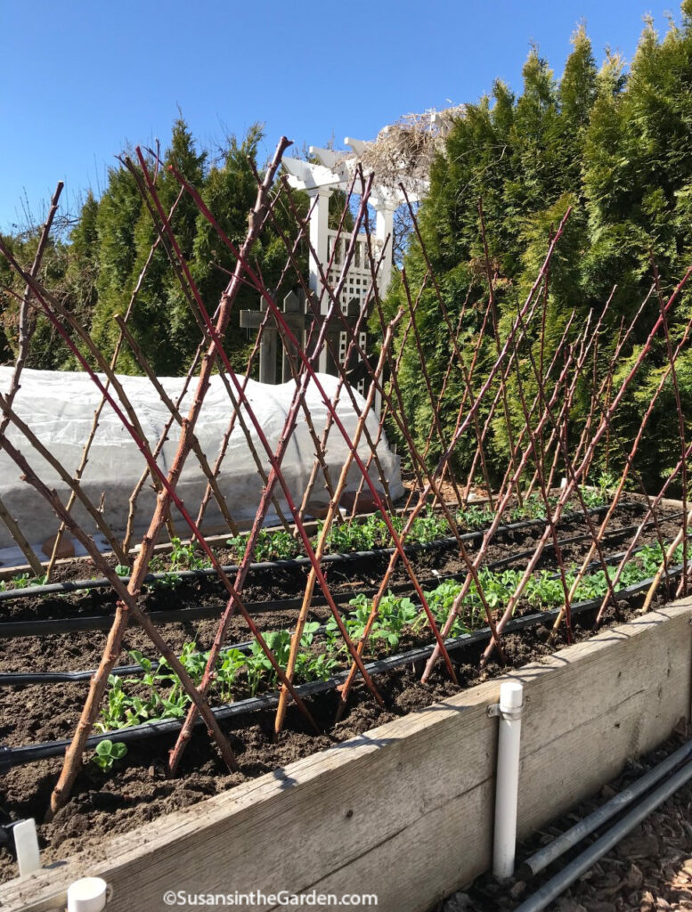 vegetable plant supports