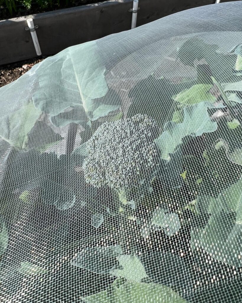 row covers, agricultural insect netting