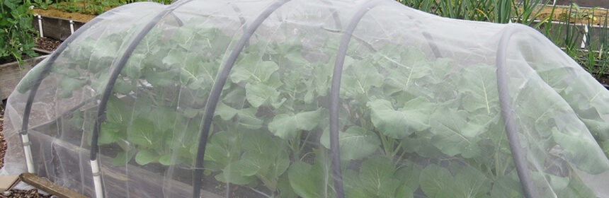 row covers, agricultural insect netting