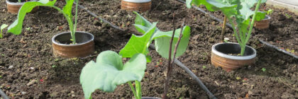 organic slug control