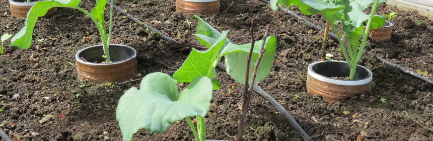 organic slug control