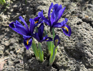 Iris reticulata Harmony