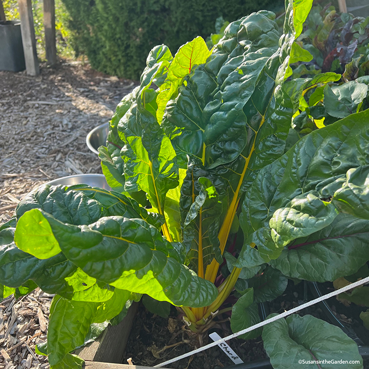 cool; season vegetable crops, Swiss chard