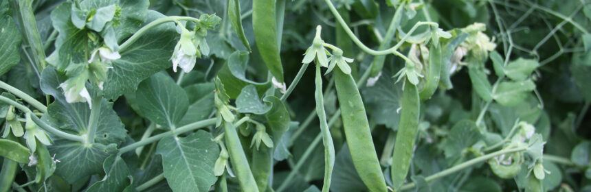 cool season vegetable crops, peas