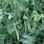 cool season vegetable crops, peas