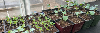 gardening questions, seedlings