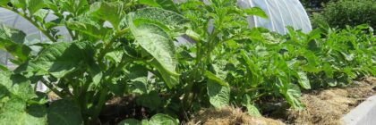 water conservation, grass mulch