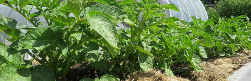 water conservation, grass mulch