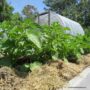 water conservation, grass mulch