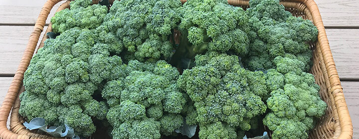 bug-free broccoli